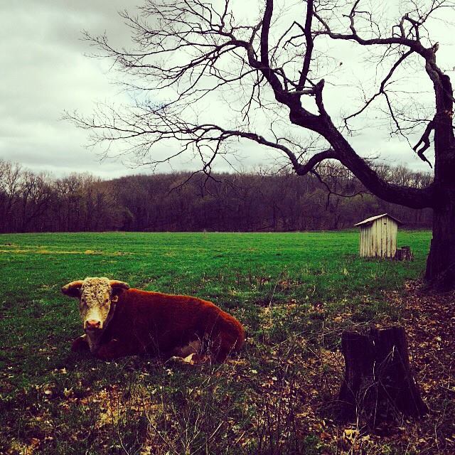 Cow In Field - washington county guide