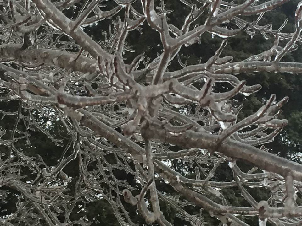 ice on tree - washington county guide