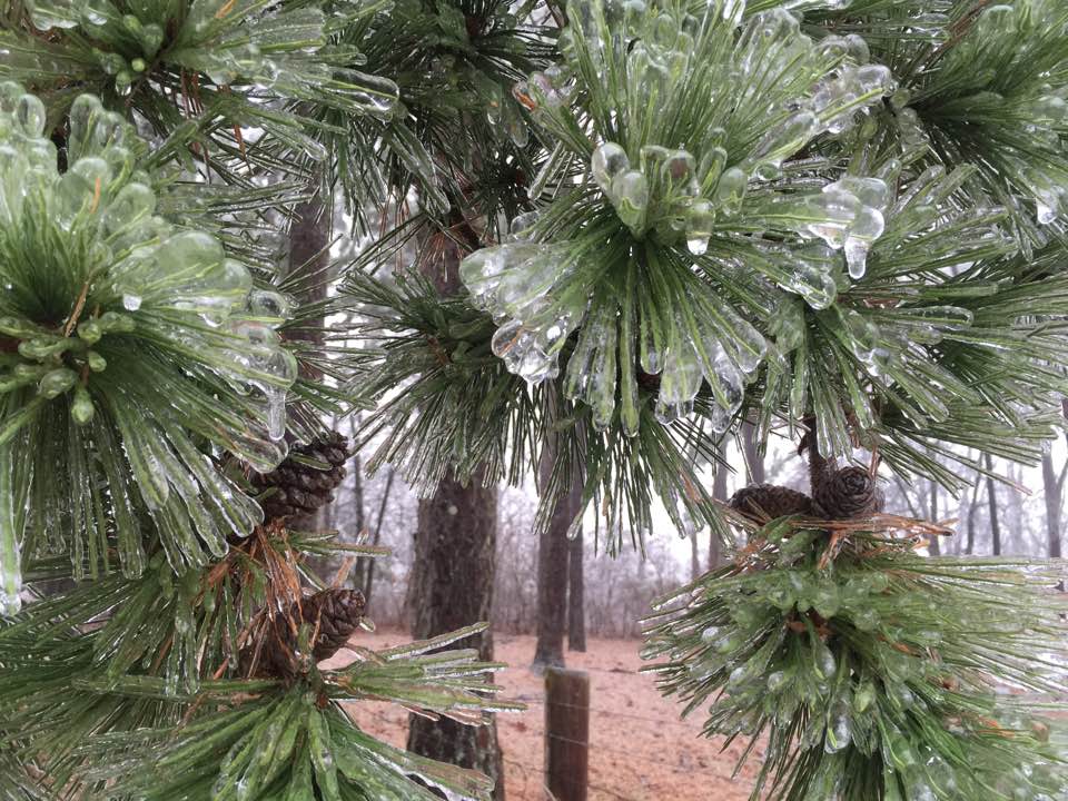 frost on pine tree - washington county guide