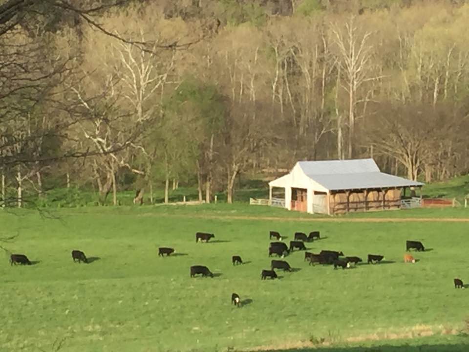 cattle in field - washington county guide