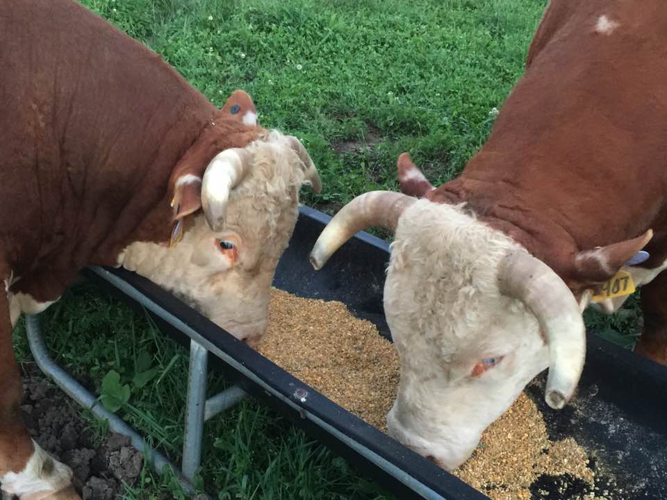 cows eating feed - washington county guide
