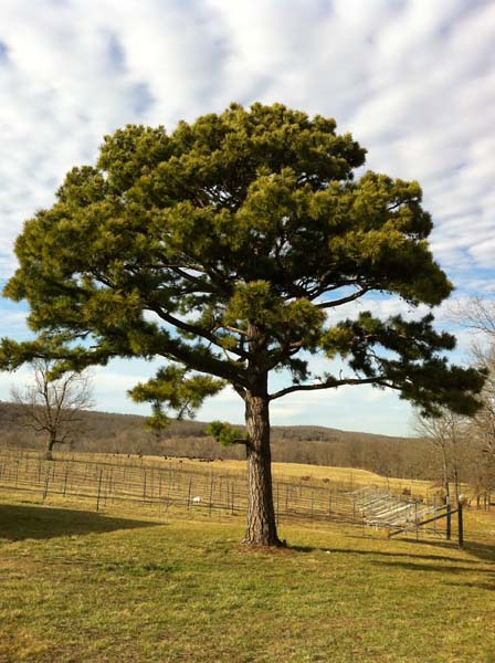 tree in field - washington county guide