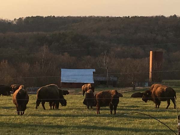 buffalo in field - washington county guide